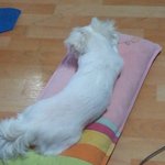 내 <b>베개</b>에서 개 냄새가 났던 이유.....헐;;