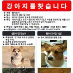 김포분들!! 샘이와 웅이를 찾아주세요...