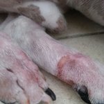 너무 억울합니다. 방법이 없을까요? (애견미용관련)