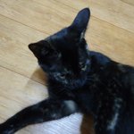 ★★★ 우리집 까진를 소개합니다 ★★★