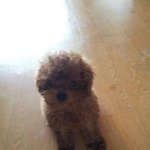 도와주세요!★★ 인천<b>동구</b> 만석비치멘션근처에서 갈색푸들을 잃어버렸습니다...