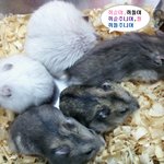 사진有)<b>쥐</b><b>돌</b>팸을 소개합니다~♥