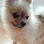 사진 <b>위주</b>) 또리는 포메라이언♥