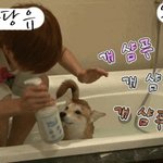 ●개<b>샴푸</b>야 가져 !!●