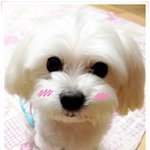 (동안견+완전 스릉스러운) 망돌이 망망 <b>희망</b>이~~★!!
