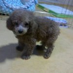 ▶시골스런매력 행복이 소개합니다(사진多有)◀