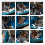 길 <b>and</b> 삼색이다냥 입양처를 찾습니다.