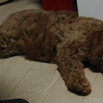 강아지 처음 키우는 여자의 어쩔 줄 몰라함(사진많음)