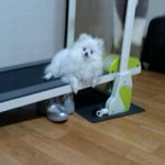 ★★★<b>작고</b> 여린 귀염둥이 써니를 소개합니다★★★