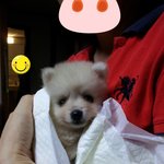 [★크림포메★]  자꾸자꾸 보고싶은 감자^!^ (1탄)