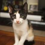 ★★★★★[고양이판] 우리집 고양이 <b>민이</b>!^-^★★★★★★