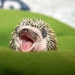 하품하는 모습이 귀여운 <b>동물</b>들