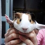 ★★★귀염돋는 기니<b>피그</b> 옹앵이를 아시나요~♬★★★