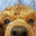 ▷▶(犬하트)+갈색푸들 <b>보리</b>와쿠키의 불타는일상◀◁