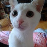 <b>울집</b> 냥이들을 보여주겠어!!!!!!!!!!!!!!!!!!!!!!