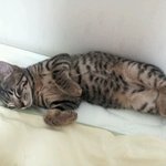 [사진多/포크판2탄]스펙터클한 잠버릇을 가진 꼬마고양이 포크를 소개합니다...