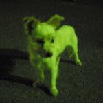 ★청주 내덕동쪽에서 강아지 잃어버리신분 ! <b>주인분</b> 찾습니다 !!...