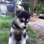 <스마트영상>네눈박이 진돗개 5남매이야기~ 8탄 !!!!!!!!...