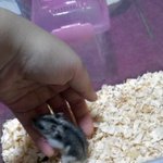 ★★★우리집 귀요미 꼬밍이를 소개합니다~~~★★★