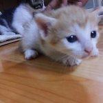 ★☆★☆여자친구가 집사가 됫어요!☆★☆★