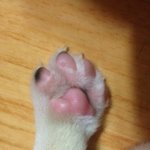 *<b>비글</b>* (사진있음)새로생긴 우리가족 장군이를 소개합니다.