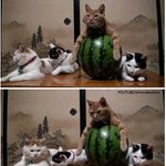 이 <b>수박</b> 내꺼야!