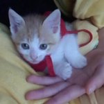 ★우리 고양이 치즈 사진을 올리겠다는 의지★