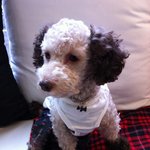 성동구 <b>사근</b>초교에서 잃어버린 강아지 찾았어요..염려해 주신 분들...