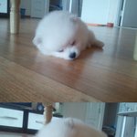 귀요미 스피츠 보고가세요^^