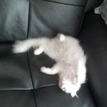 잠귀신이 붙은 <b>울</b><b>집</b>고양이 밍구를 소개합니당♬