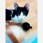 (코숏) 3개월된 인형같은 개냥이 <b>꼬물</b>이 2탄 !!