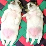 귀여운 <b>포즈</b>로 자고 있는 동물들