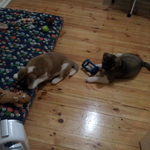 대형견 - 아메리칸 아키타 키워보기 3