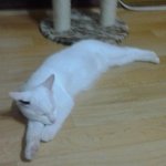 울<b>집</b> 냥<b>이</b>들을 보여주겠어!!!!!!!!!!!!!!!!!!!!!!...
