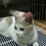 경기 <b>오산시</b> 갈곶동 빠리바게트 근처에서 고양이 잃어버리신분