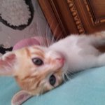 잠빼면 일상이없는 우리집길냥이 돌담이!!