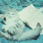 <b>가온</b>이를 찾아요!   /  도와주세요! ㅠ