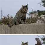 코파기 <b>명당</b> 자리