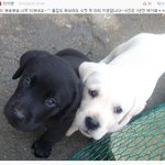 ★'롤롤이'글에 이어 래브라도 두 마리 소개합니다~
