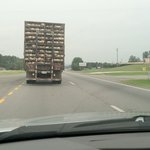 이해못할 일부 한국인의 개고기 식용 반대(또는 동물의 권리 보호)