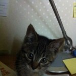 <우리냥이 자랑>장<b>화신</b>은 리앙이