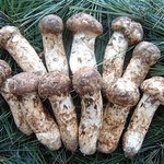 ★★신상 얼짱! 글래머 <b>윤송이</b>버섯!! 나름송이랑 급부터가 다름★★