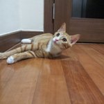 한국 고양이의 매력을 보여<b>주마</b>~ 2탄