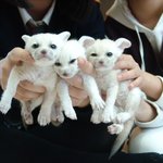 <b>사막</b>여우 아이들 이런 맛에 키우는것 같아요