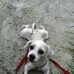 서울 강동구 성내동 <b>공안</b>과 부근에서 발견되었어요. 주인 찾아요!...