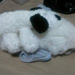 ★★★★★★ 나는 개<b>삼식</b>이개 !!!!!!!!!!!!!!!!!!!...