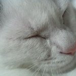 ●●●●●(사진有스압주의)우리집엔개냥이두마리●●●●●