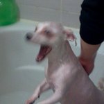 ★☆사진有☆★ 믹스견 <b>보름</b>이를 소개합니다 ~!