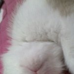 우리집 고양이 미호