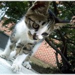 [고냥이] 우리 <b>부대</b> 짬타이거(아기)를 소개합니다&amp;^^(수정)